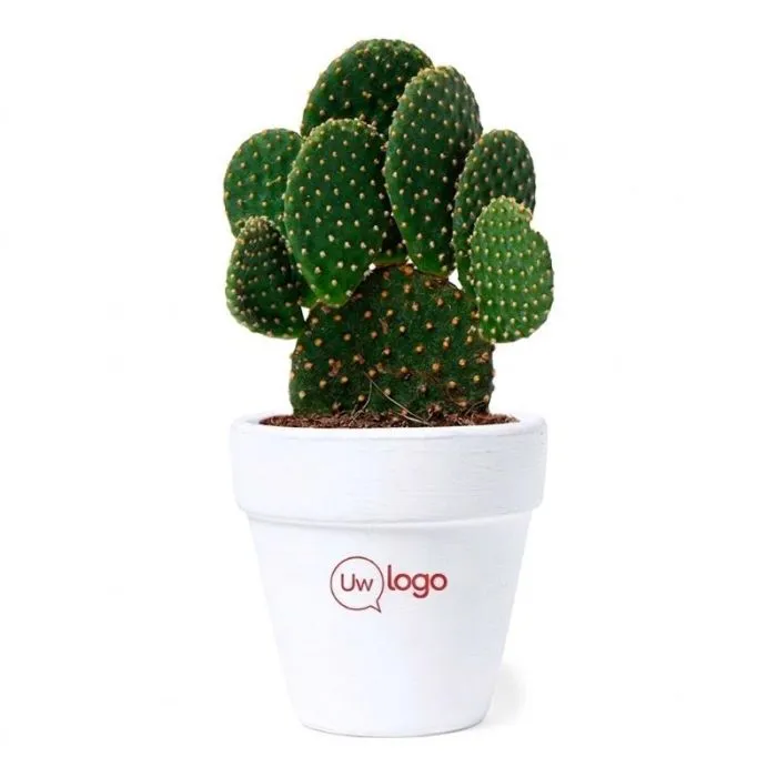 Personaliseerbare bloempot van terracotta met zaadjes - Cactus