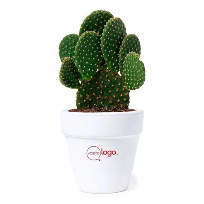 Vaso da fiori personalizzabile in terracotta con semi - Cactus
