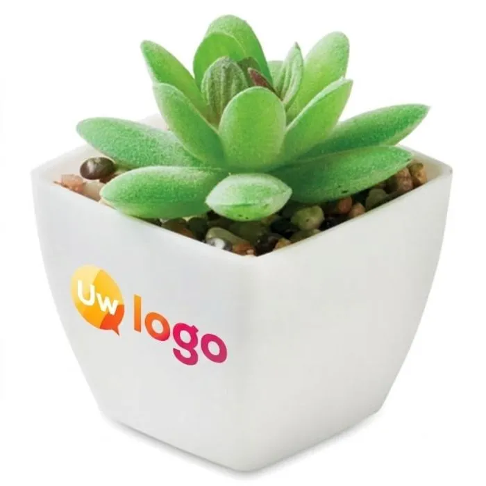 Mini kunstplant, personaliseerbaar, Graptopetalum, decoratief - ARTIGRAP