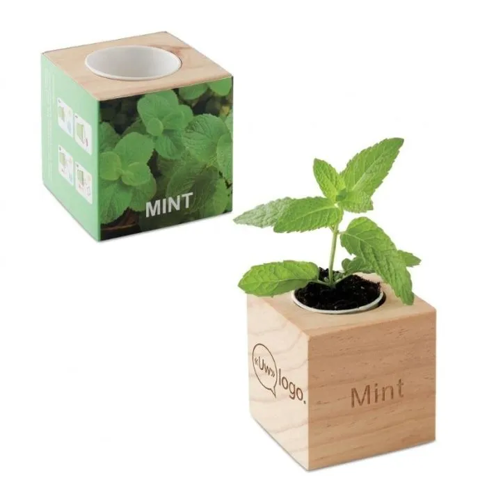 Houten potje met reclamezaadje: Menta MENTA