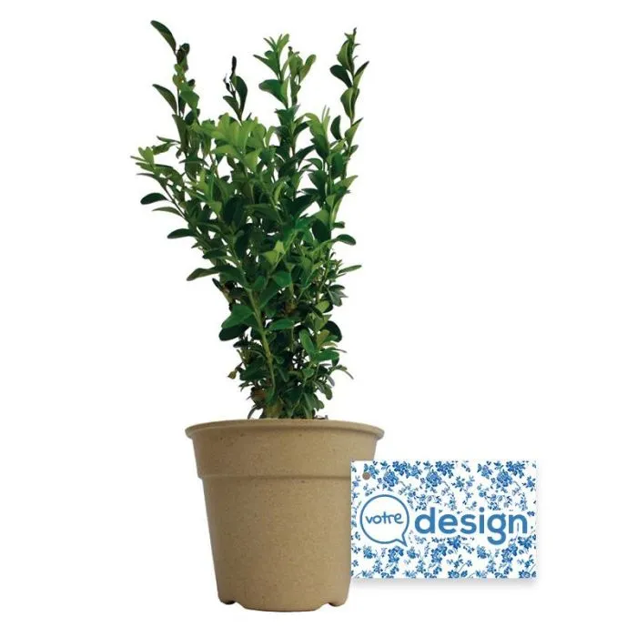 Plant de Buis dans un pot en fibre bambou personnalisé