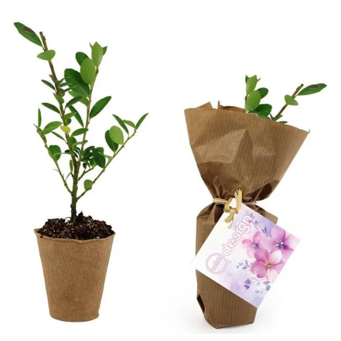 Pot personnalisable en fibre de bois avec mini plant prêt à replanter
