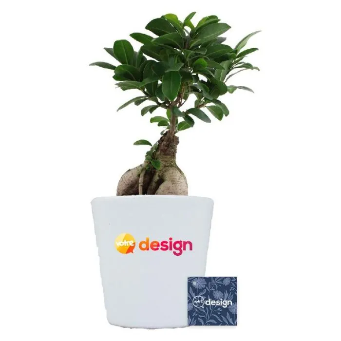 Ficus Ginseng en pot céramique publicitaire - 12cm