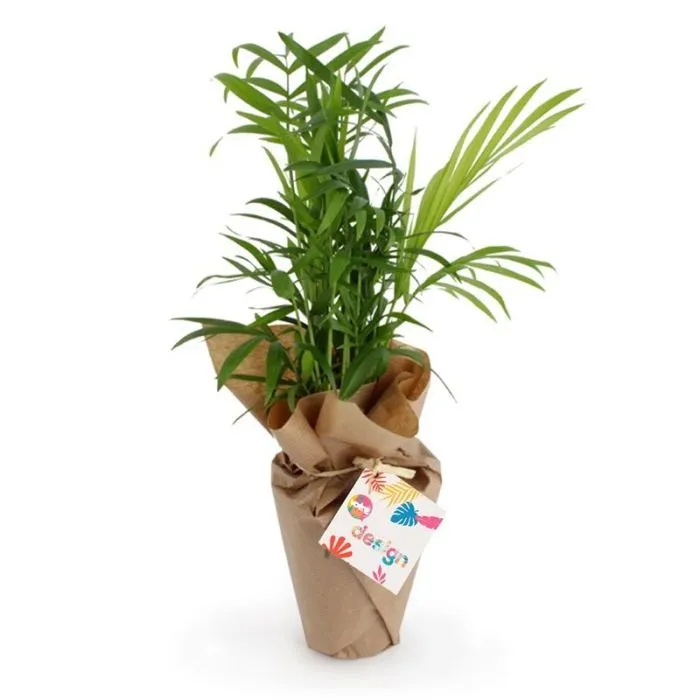 Palmier en pot personnalisé