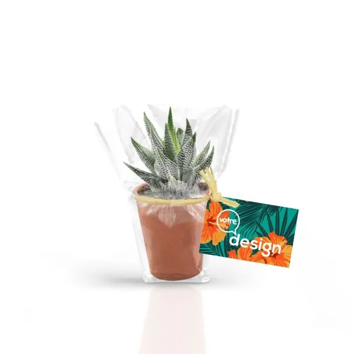 Mini plante personnalisée dans pot en terre cuite 10 cm