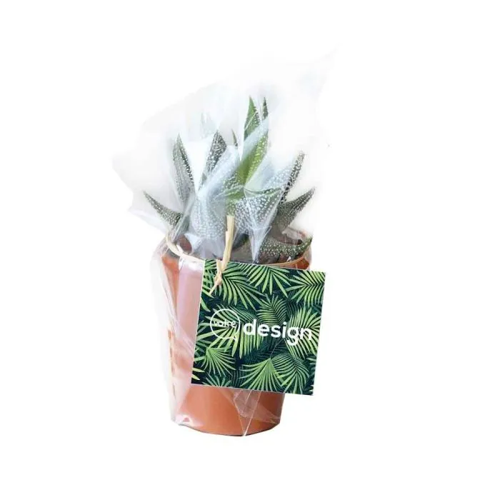 Mini plante publicitaire avec pot en terre cuite 7 cm