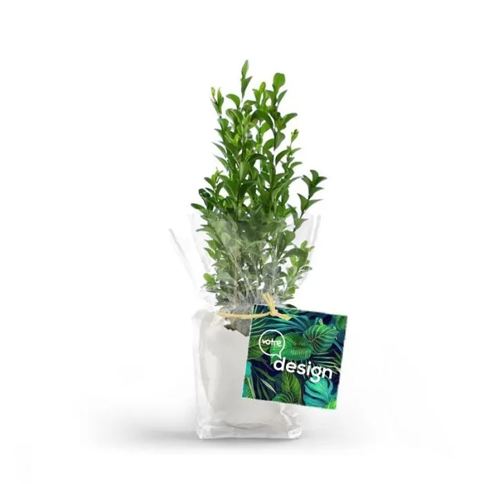 Mini plant d'arbre personnalisable dans coque d'oeuf biosourcé - Blanc
