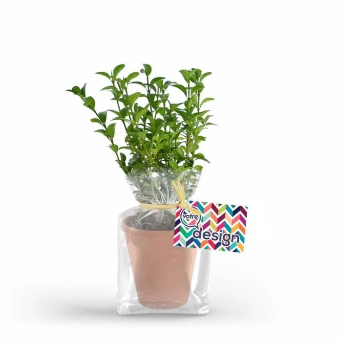 Plant d'arbre en pot terre cuite personnalisable