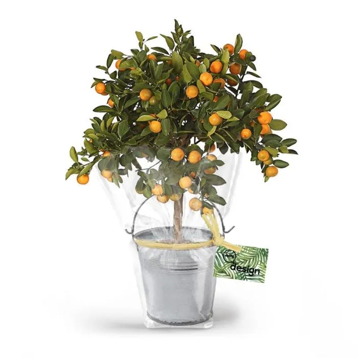 Oranger dans un pot en zinc personnalisable