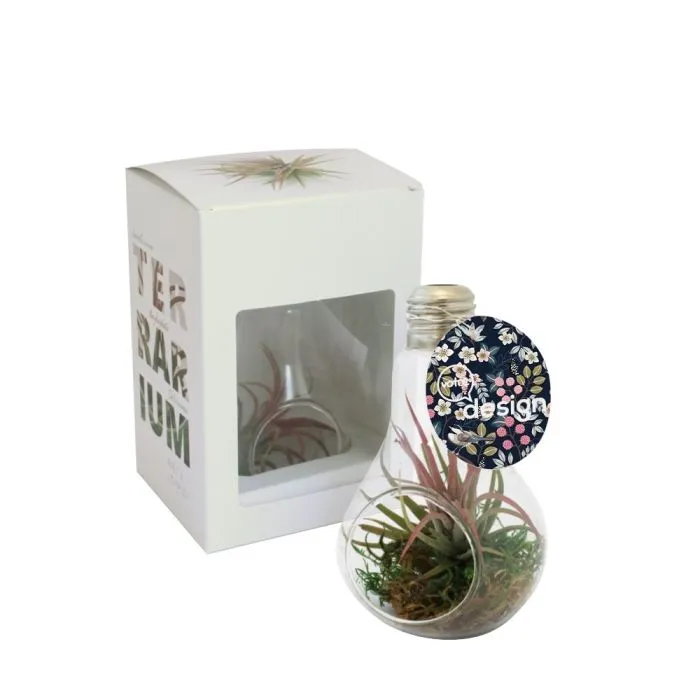 Ampoule Tillandsia publicitaire